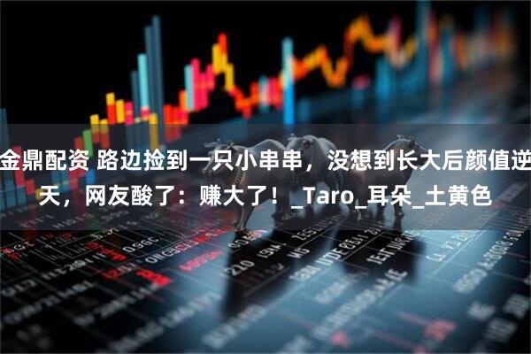 金鼎配资 路边捡到一只小串串，没想到长大后颜值逆天，网友酸了：赚大了！_Taro_耳朵_土黄色
