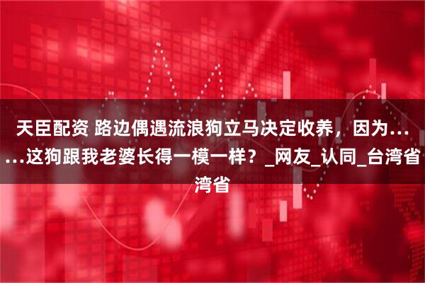 天臣配资 路边偶遇流浪狗立马决定收养，因为……这狗跟我老婆长得一模一样？_网友_认同_台湾省