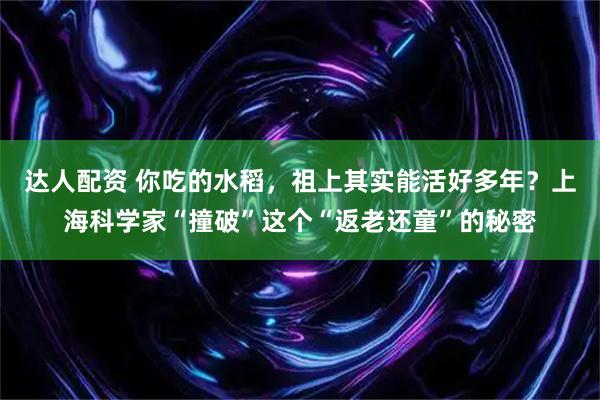 达人配资 你吃的水稻，祖上其实能活好多年？上海科学家“撞破”这个“返老还童”的秘密